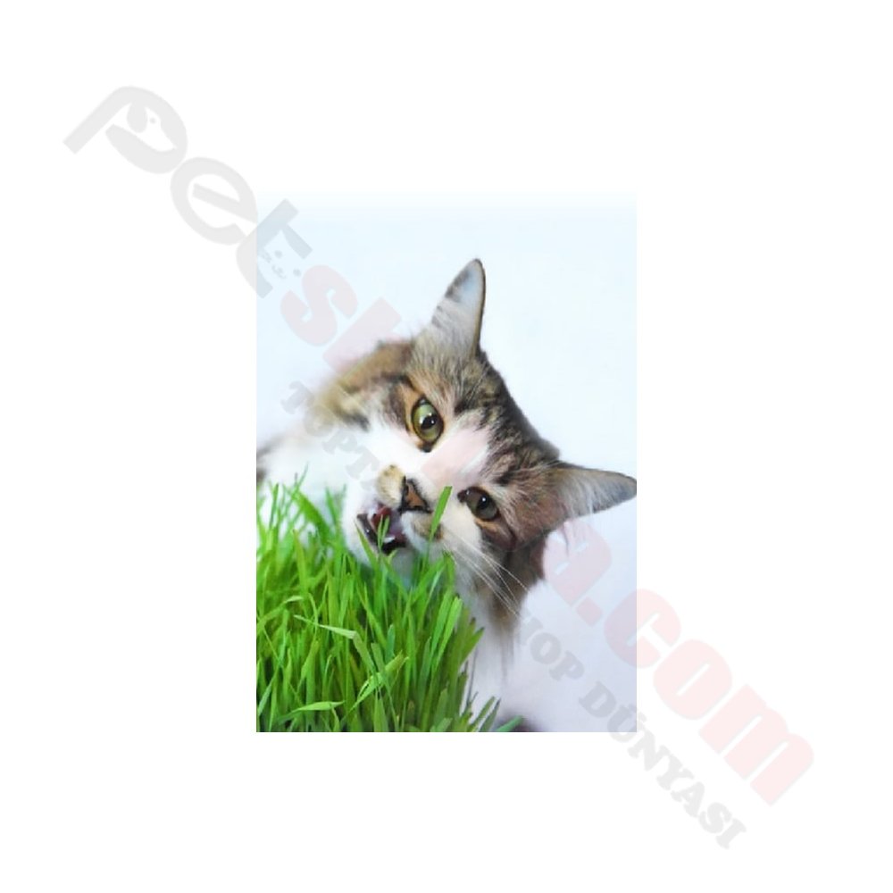 KEDİ ÇİMİ KUTULU SERT PLASTİK TABAK